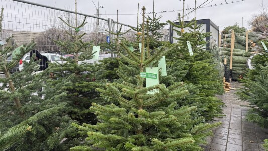 Brazii de Crăciun din Danemarca au invadat piețele din București. Cât costă ...
