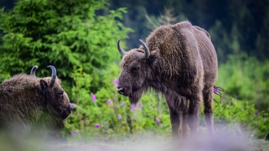 Greii din Cluj implicați în „Ferma Groazei”, unde au murit de foame peste ...