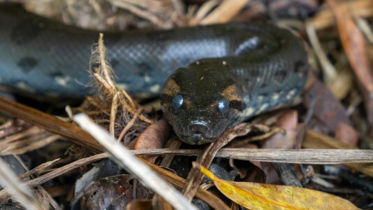 Descoperire șocantă pe malul Dunării: o femeie a dat peste o anaconda de ...