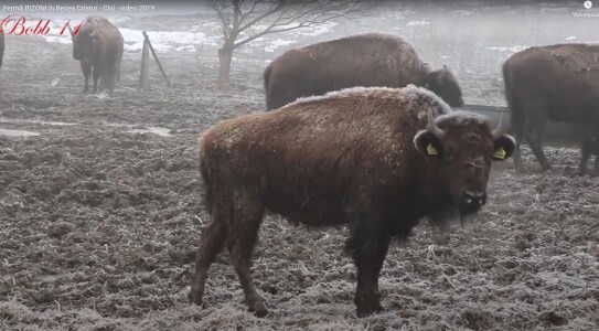 Masacru la ferma de bizoni din Cluj lansată de un fost chestor de poliție I ...