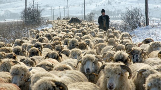 Transhumanța tocmai a intrat în patrimoniul UNESCO. Dar transhumanța, ca o ...