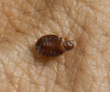 Turist, atacat de ploşniţe la cazare de 4 stele, renovată cu bani UE. A ...