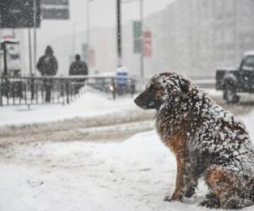 Cum va fi vremea în iarna 2023-2024 în România. El Nino aduce ninsori ...