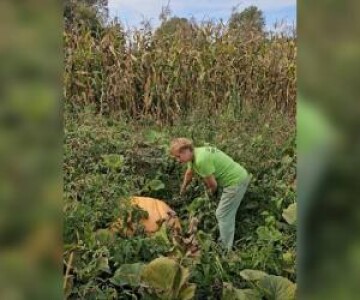 Fructul gigant cultivat în grădina unei familii din Maramureş. Ajunge la ...