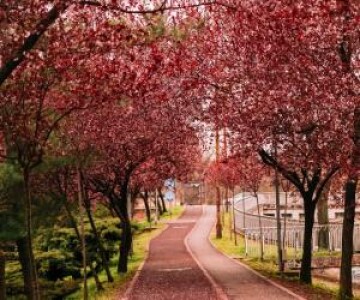 Orașul din România care s-a colorat în roz. A devenit unul dintre cele mai ...