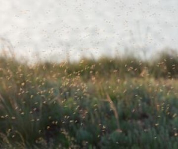 Singura ţară din lume fără ţânţari. Motivul pentru care insectele nu ...