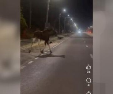 Un şofer a lovit mortal un animal dispărut de 200 de ani din România. ...