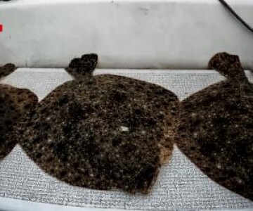 Caracatiţa din spatele afacerilor cu peşte. Cultura şpăgii a dus calcanul ...