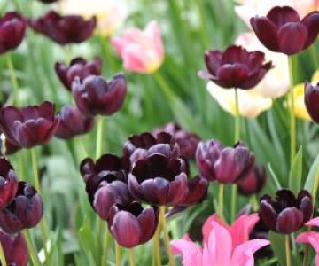 Satul din România unde câmpurile înfloresc spectaculos. O lalea aproape ...