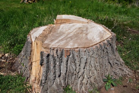 O treime din lemnul brut recoltat este utilizat pentru încălzire - studiu ...