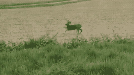O căprioară „alcoolizată” a devenit virală în Franța: „Bambi a băut prea ...