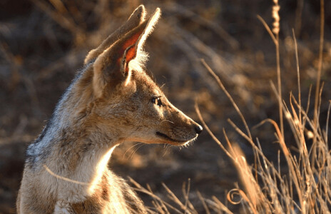 Ar trebui să ne îngrijoreze înmulțirea șacalilor? „Lumea are impresia că ...