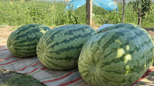 Record în agricultură: Un fermier din Republica Moldova a crescut un pepene ...