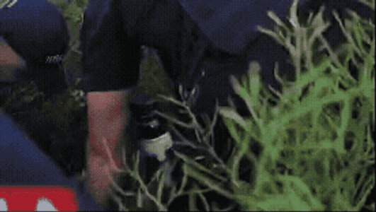 Imagini spectaculoase de la prinderea suspectului crimei din Bihor. A fost ...