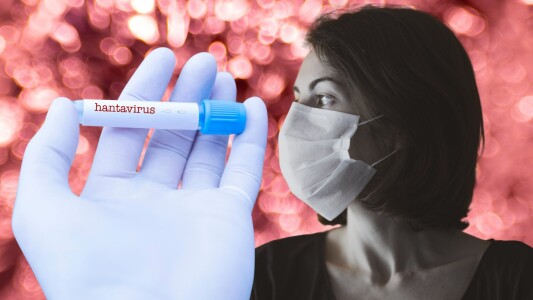 Primele doze de tratament experimental contra hantavirusului au ajuns în ...