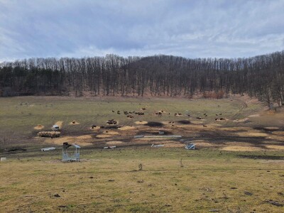 Subvenții de 1,3 milioane de euro pentru ferma din Cluj unde au murit peste ...