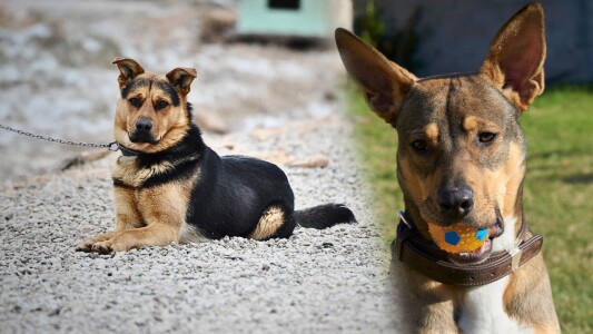 Proiect de lege: câinii nu vor mai putea fi legați la gard. Ce riscă ...