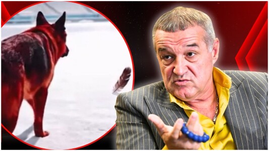Gigi Becali, reacţie surpriză în scandalul de la Rapid – Dinamo: „M-am ...