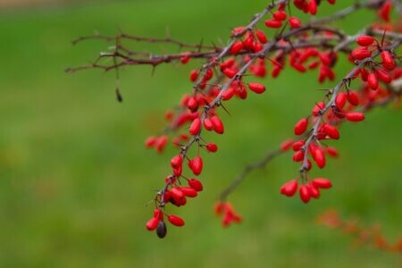 Berberina, numită „Ozempicul natural”: ajută cu adevărat la slăbit? Este ...