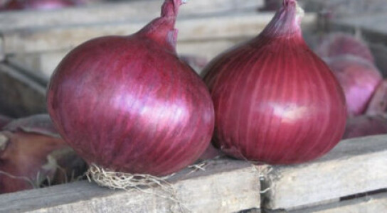 A apărut un nou soi de ceapă roșie, obținut după 14 ani de cercetare! Are o ...