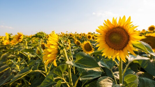Turcia vrea floarea-soarelui din România în locul celei din Ucraina și ...