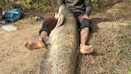 Un somn gigantic, de 2,25 metri și 65 de kilograme, a fost prins pe Someș, ...
