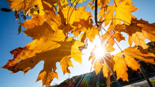 Vremea se încălzește în România, cu temperaturi de 25 de grade Celsius. ...