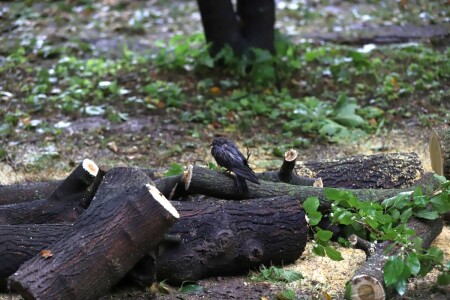 Bilanț negru al potopului în București și Ilfov: 1.000 de copaci căzuți, ...
