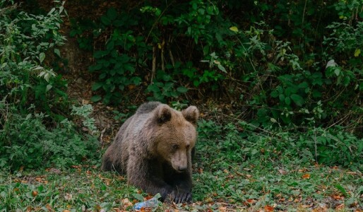 Cioban mușcat de picior de un urs în Argeș, când își apăra turma de oi