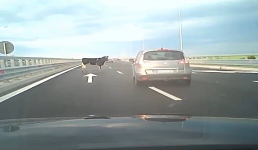Patru vaci au căzut dintr-un camion pe autostrada A7. Șoferii speriați au ...