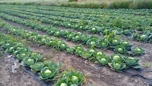 Județul din România unde varza zace pe câmp, iar agricultorii o donează ...