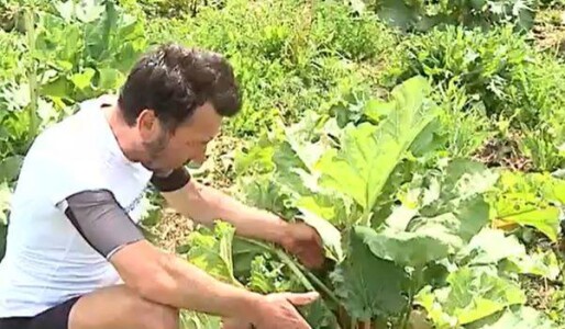 Primul român care cultivă rubarbă a dat lovitura. Afacerea profitabilă de ...