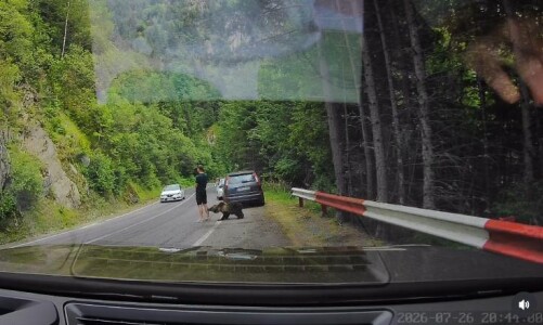 Scene ireale pe Transfăgărășan. Un turist ocupat cu telefonul n-a văzut că ...