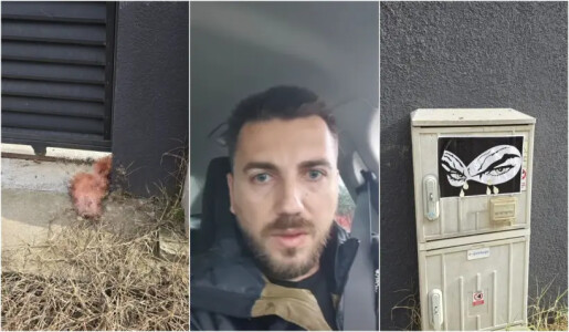 Curiosul caz al capului de porc. Un consilier angajat la AUR mărturisește ...