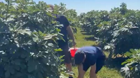 Paradisul smochinelor de lângă Buzău. Oaspeții culeg singuri fructele, ...